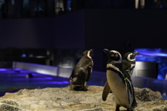 マゼランペンギン