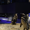 マゼランペンギン