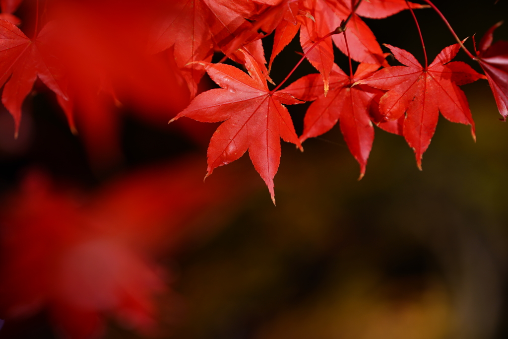 伊香保の紅葉