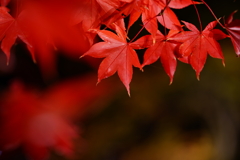 伊香保の紅葉