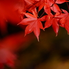 伊香保の紅葉
