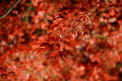 伊香保の紅葉