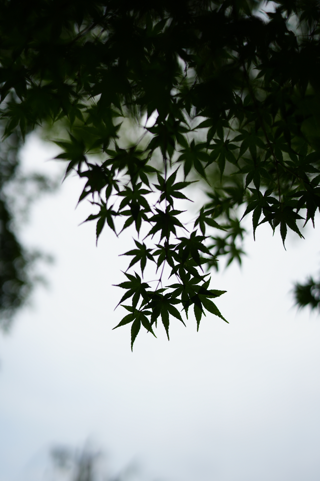 紅葉の影