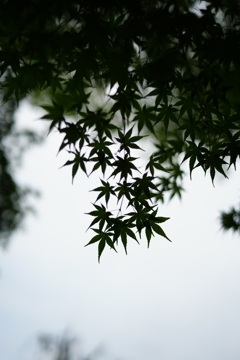 紅葉の影