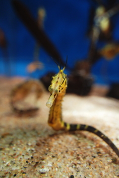 品川水族館　陣取る