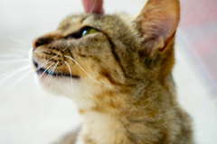 牧場猫