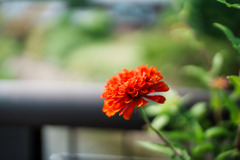 ふわっとオレンジ