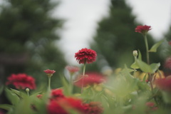 紅一点