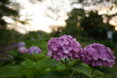 紫陽花