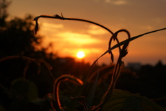 夕弦巻
