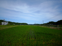 初夏