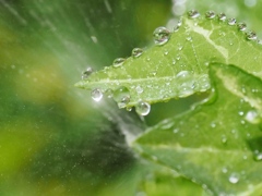 暑い日は水滴が涼しく感じる