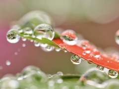 水滴が綺麗