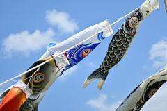 回遊魚たち