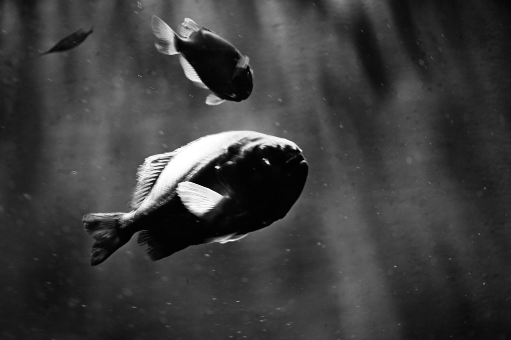 海底から見つめて