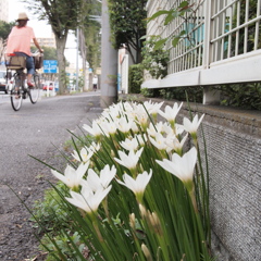 傍らに咲く