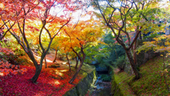 京都紅葉の記憶２：光あふれる紅葉の谷