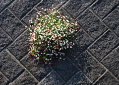 小さな花畑
