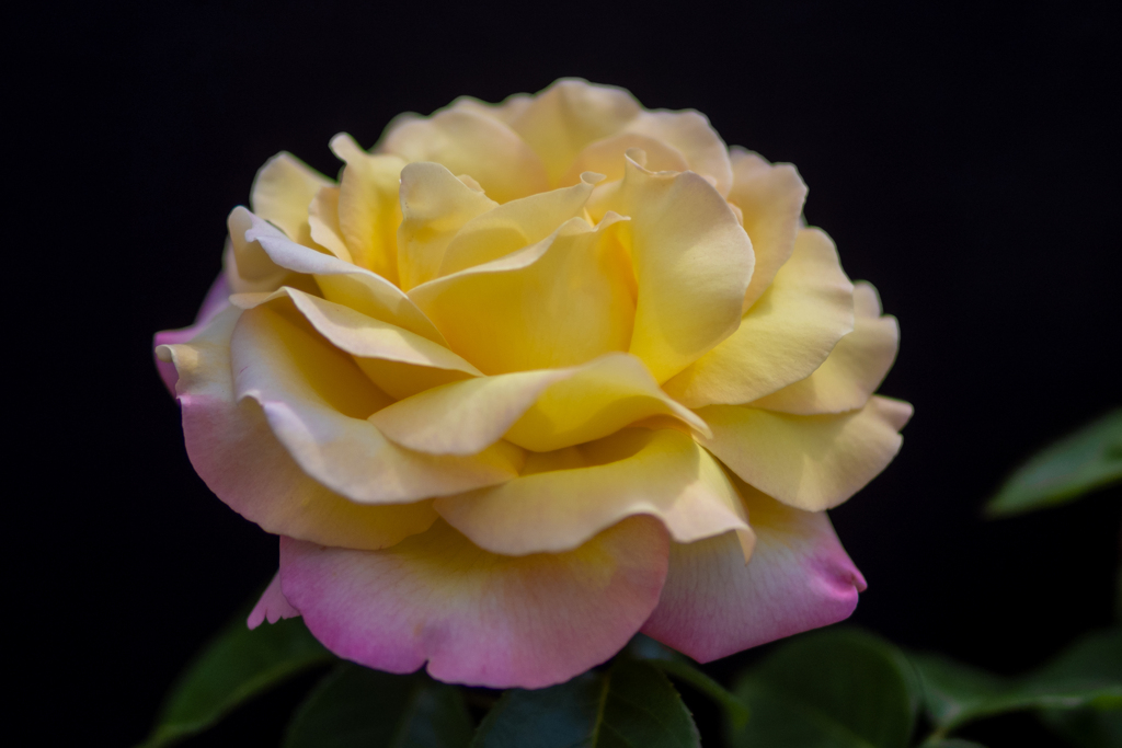 花のポートレート：バラ10