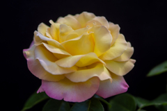 花のポートレート：バラ10