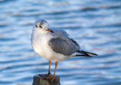 ユリカモメ