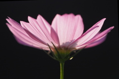 花のポートレート：コスモス
