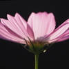花のポートレート：コスモス
