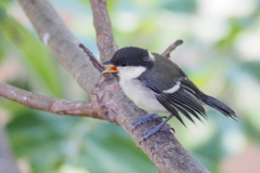 シジュウカラの幼鳥_えさのおねだり
