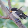 シジュウカラの幼鳥_えさのおねだり