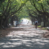葛西臨海公園桜並木