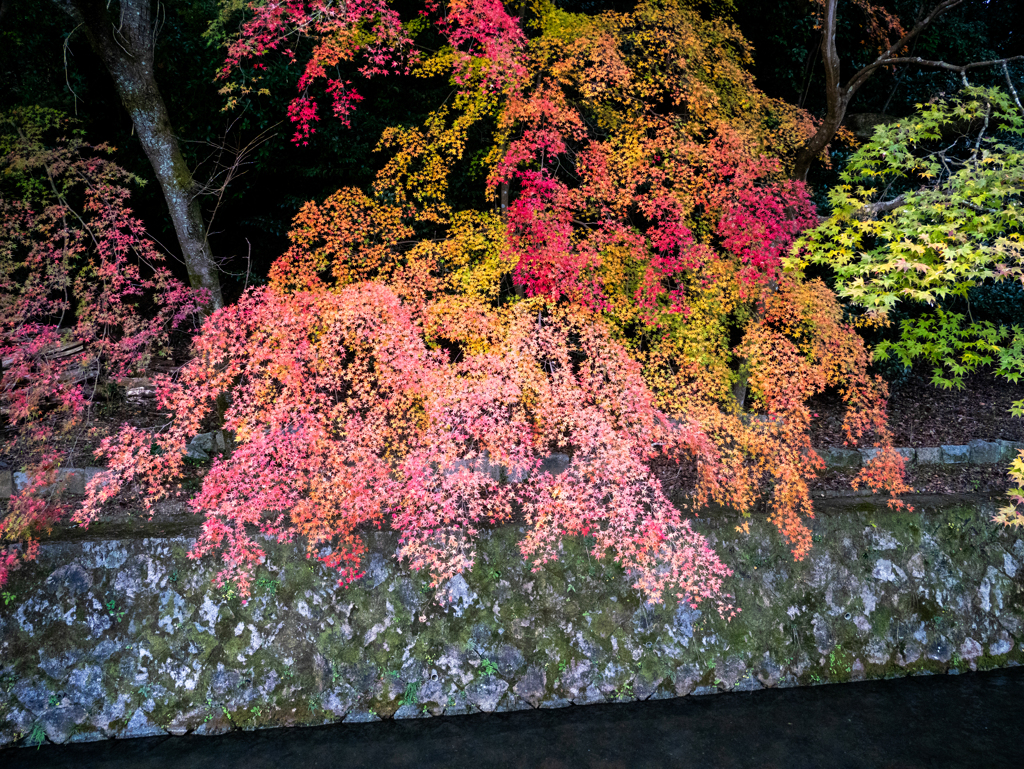 京都紅葉の記憶３：もみじの色見本