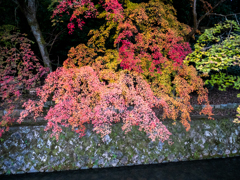 京都紅葉の記憶３：もみじの色見本