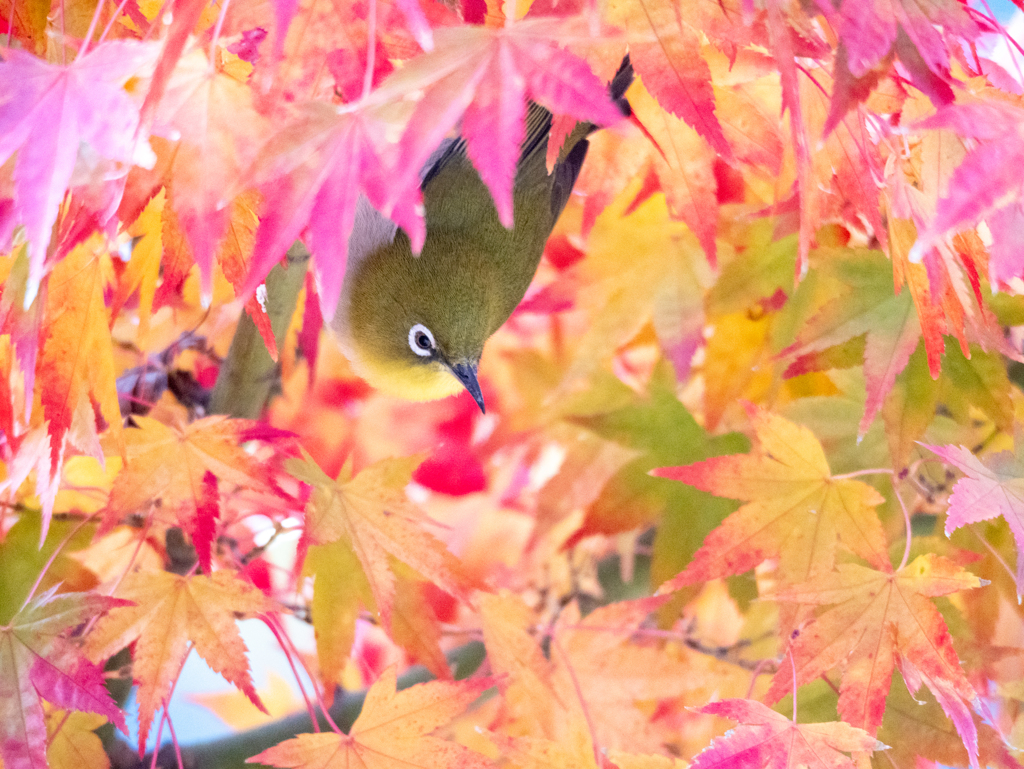 もみじにメジロ