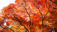 京都紅葉の記憶６：木が、木が燃えてますけど？