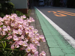 昼咲き月見草