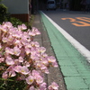 昼咲き月見草