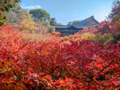 京都紅葉の記憶７：紅葉の海