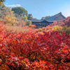 京都紅葉の記憶７：紅葉の海