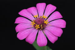 花に花咲く百日草