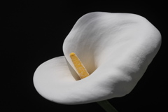 花のポートレート：カラー