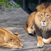 くつろぐライオン２（旭山動物園）