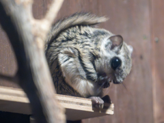 エゾモモンガ（旭山動物園）