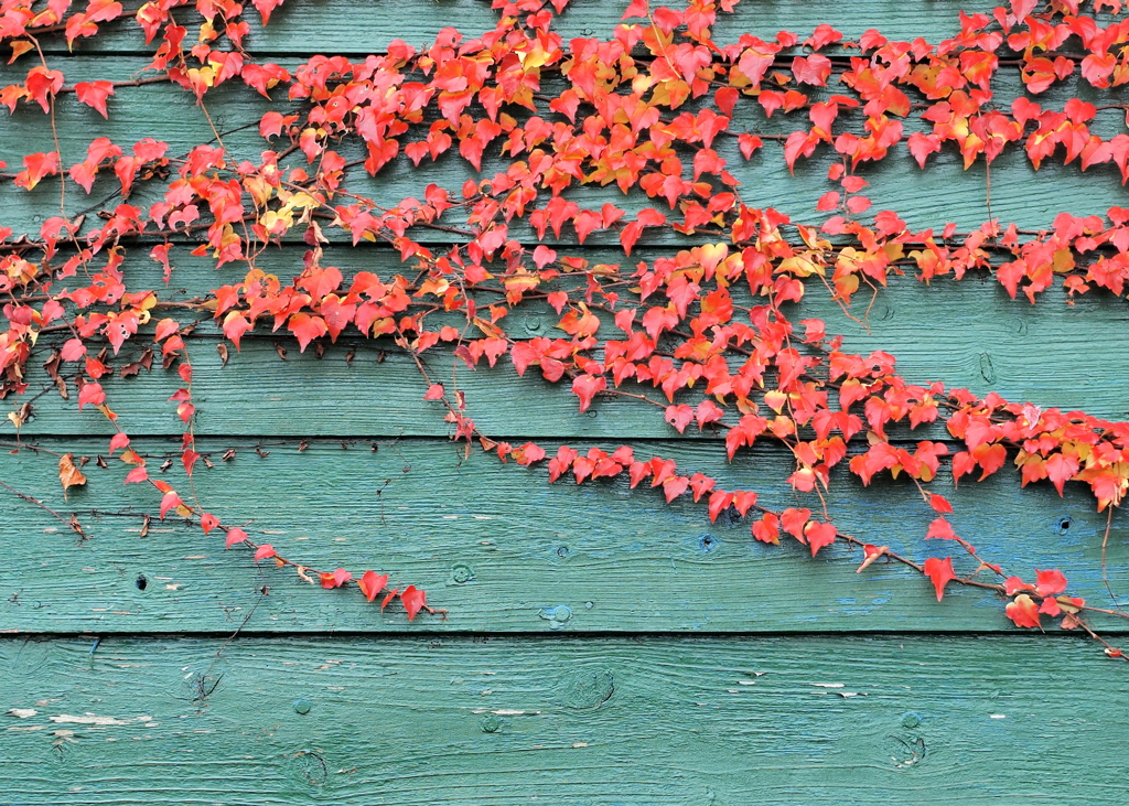 赤と緑のコントラスト