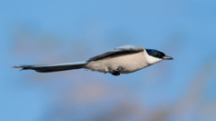 今日の散歩の途中8：オナガの飛翔