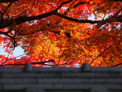 京都紅葉の記憶1：熱した鋼の如く