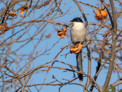 今日の散歩の途中9：オナガ