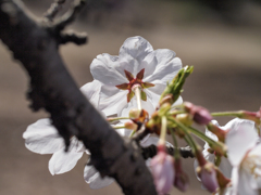 幸せの桜２
