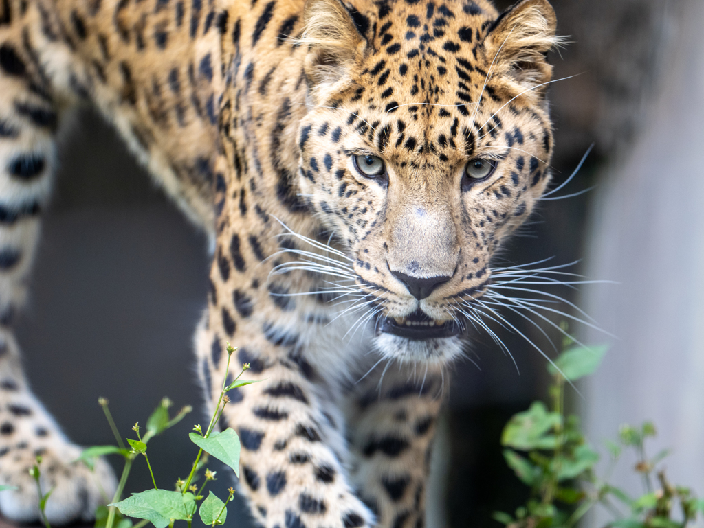 アムールヒョウ（旭山動物園）
