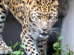 アムールヒョウ（旭山動物園）