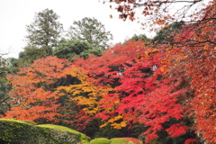 京都紅葉の記憶４：色変化